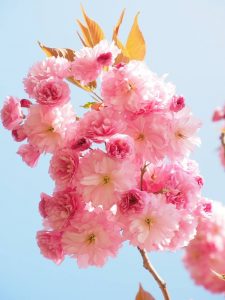 Photo de fleur de type prunus